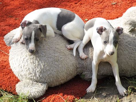 Louis, & Fenton Missouri. . Italian greyhound puppies southern california